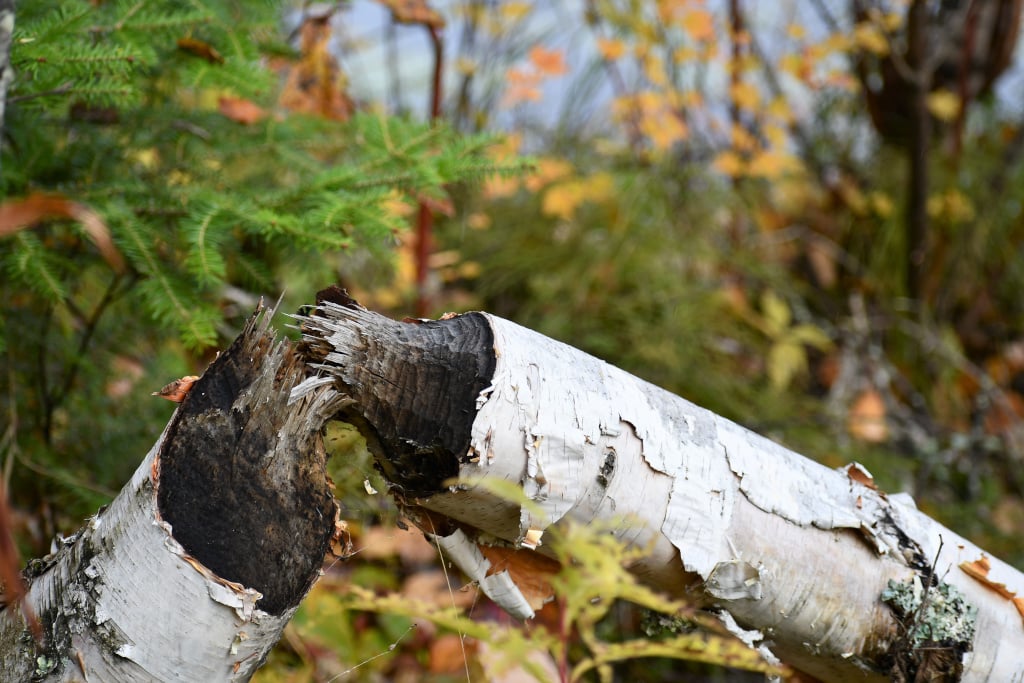 Beaver cut tree