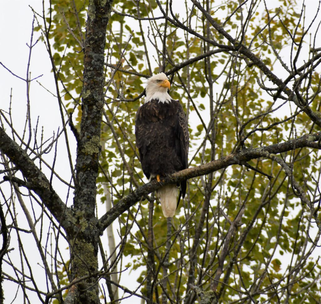 Bald Eagle in a tree