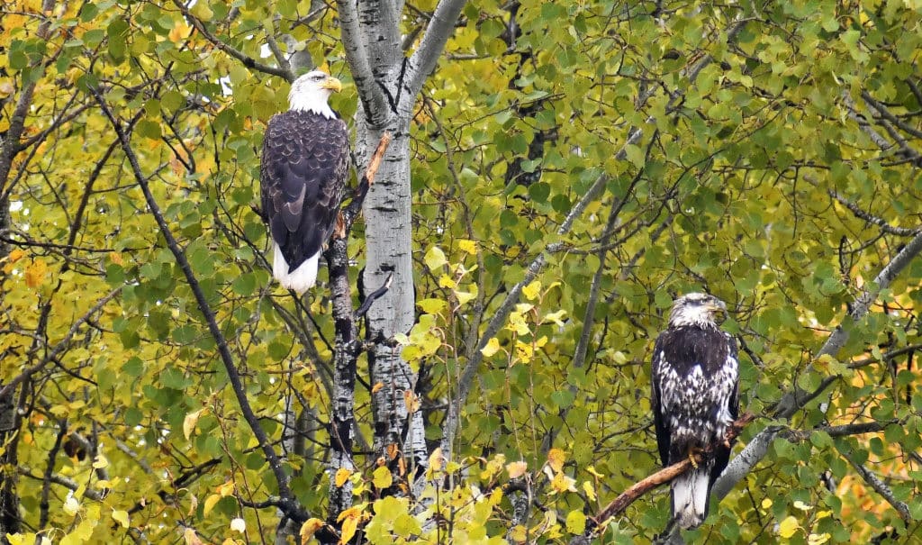 Eagles in a tree