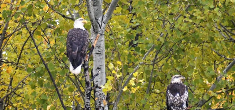 Eagles in a tree