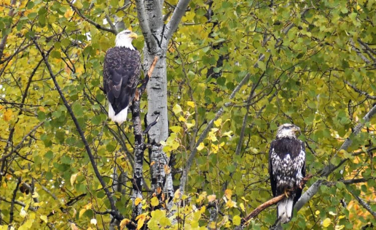 Eagles in a tree