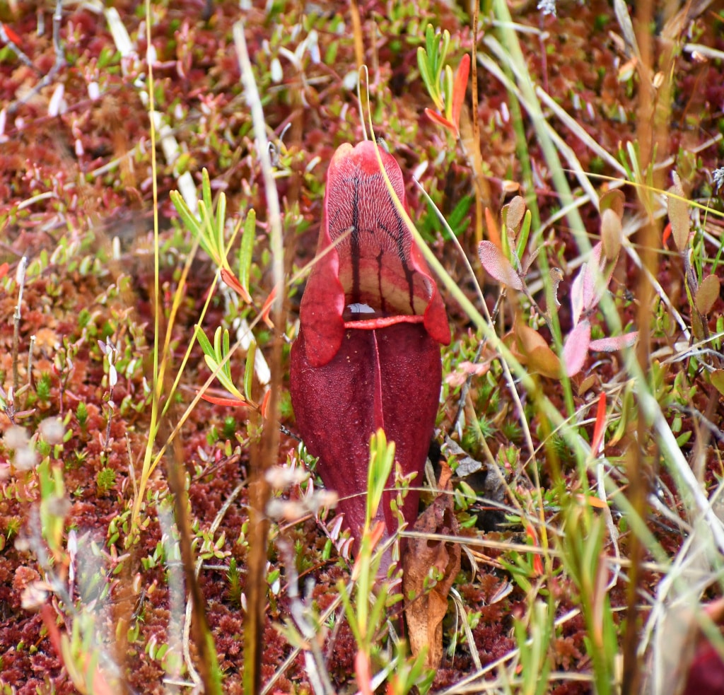 Purple Pitcher plant