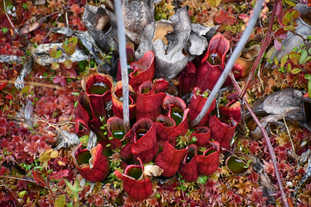 Purple Pitcher plants