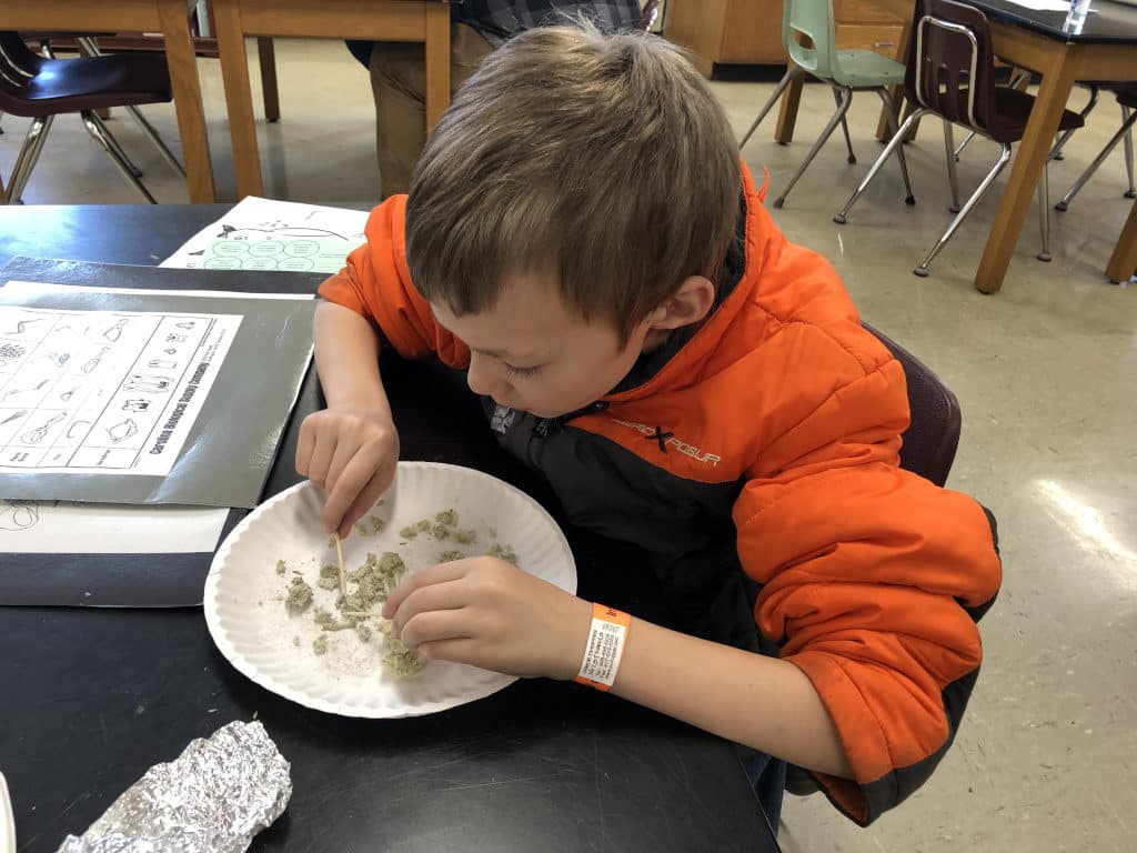 Nomad dissecting an owl pellet on a paper plate with a toothpick.