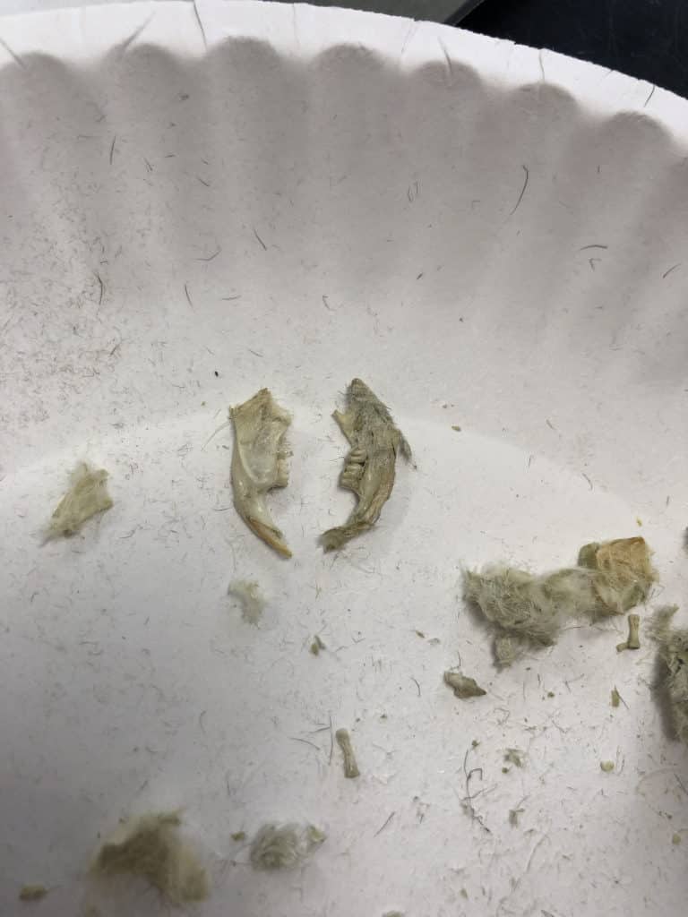 Jaw from a shrew sitting on a paper plate during the owl pellet dissection exercise.