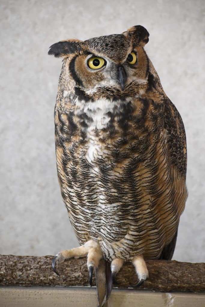 Ruby the Great horned owl﻿ sitting on a perch