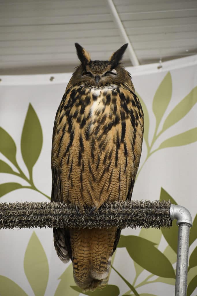 Uhu the Eurasian Eagle Owl sitting on a perch.
