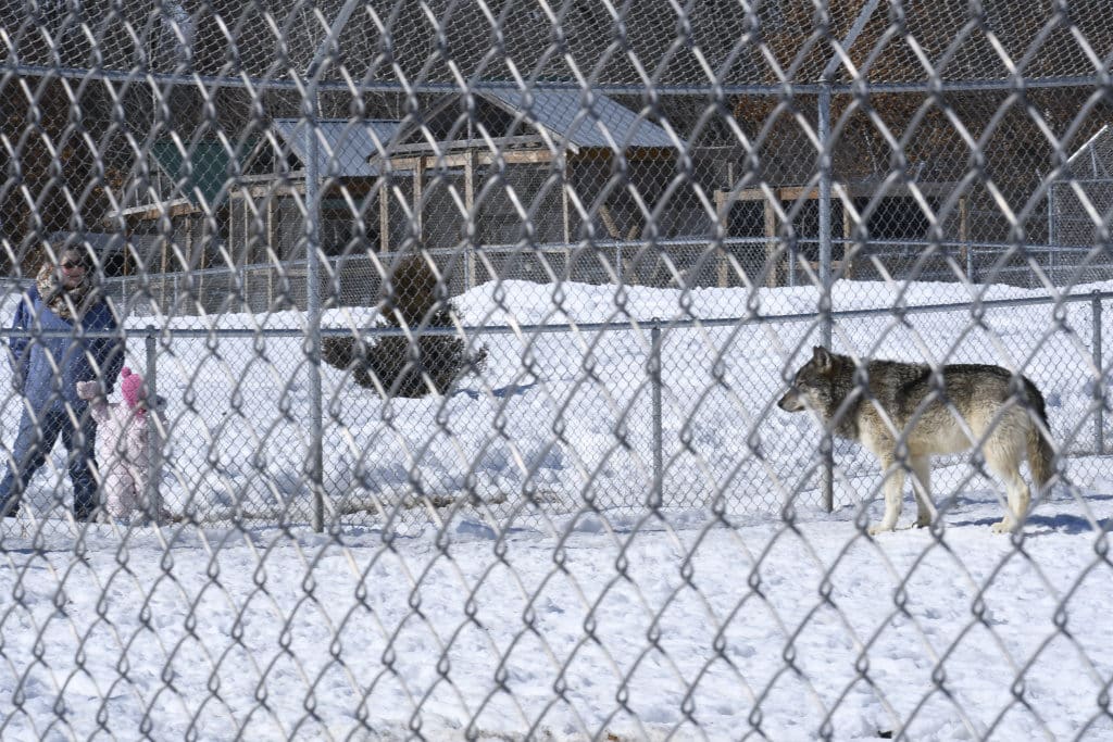 Gray wolf watching Wren (Youngest member of our team).