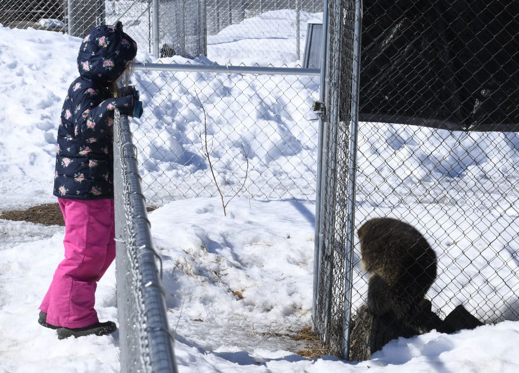 Watching a porcupine standing on its hind legs, he was enjoying the sun also!
