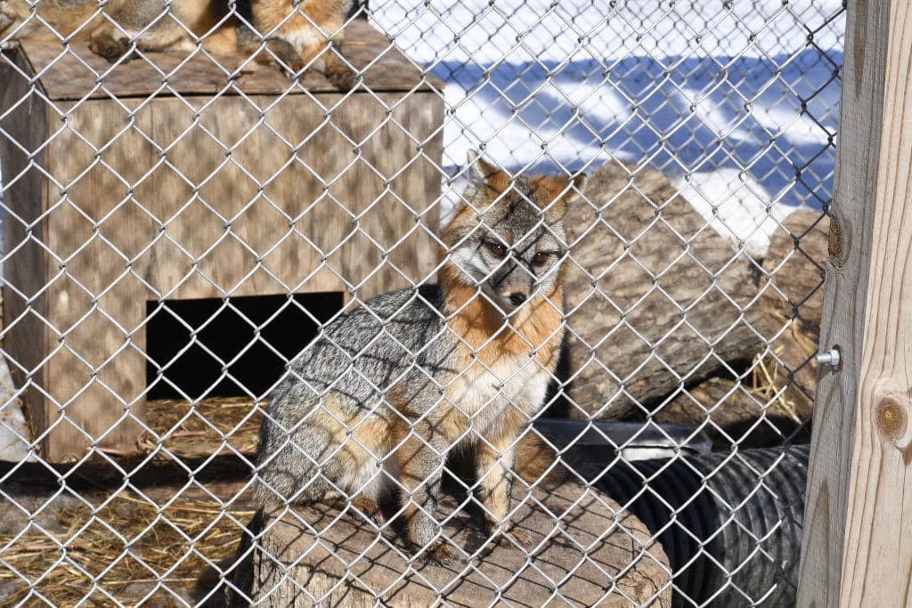 Gray fox standing on a block of wood.