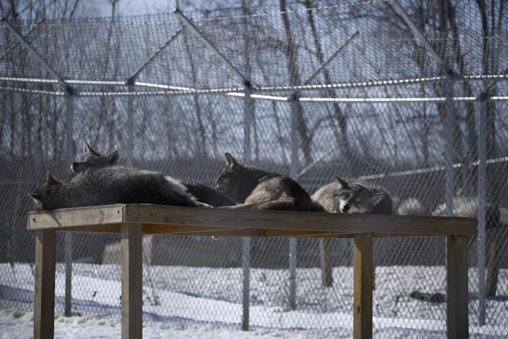 Four wolves sunning on a raised table