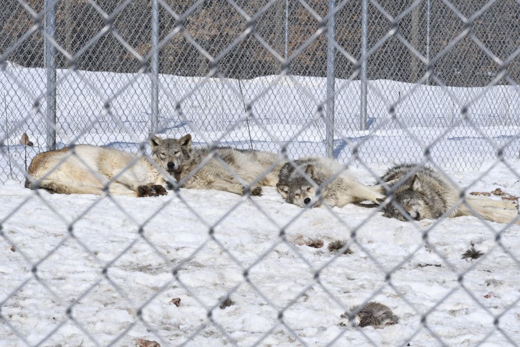 Midday nap time while soaking up some rays,