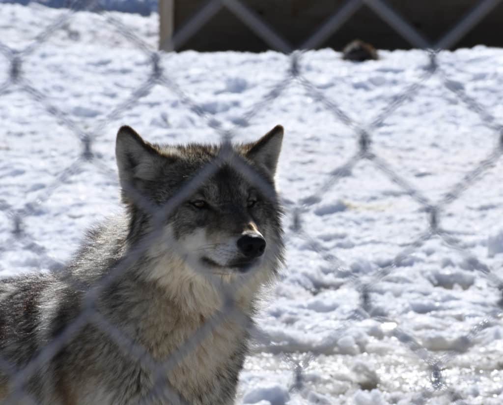 Young wolf looking intently at something in the distance