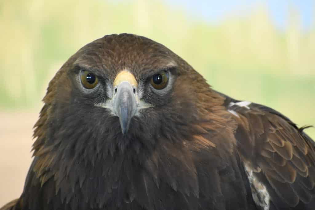 Donald the Golden Eagle