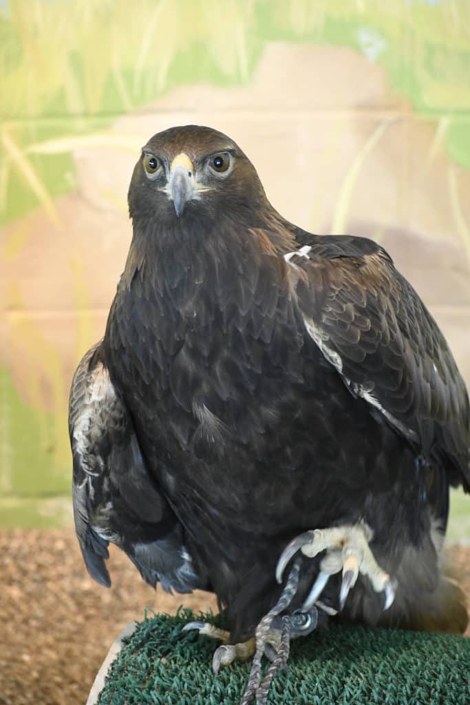 Massive talons on a Golden Eagle