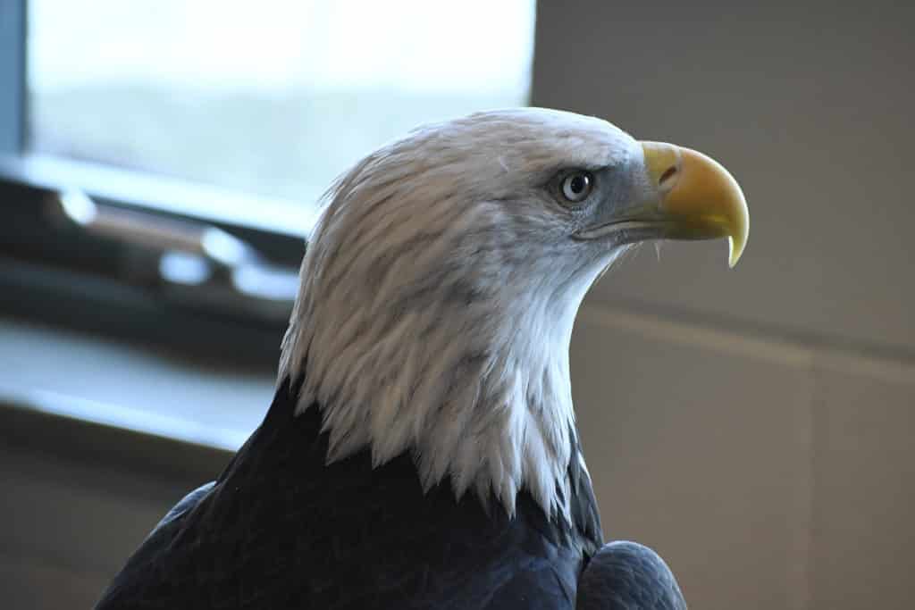 Angel the Bald Eagle