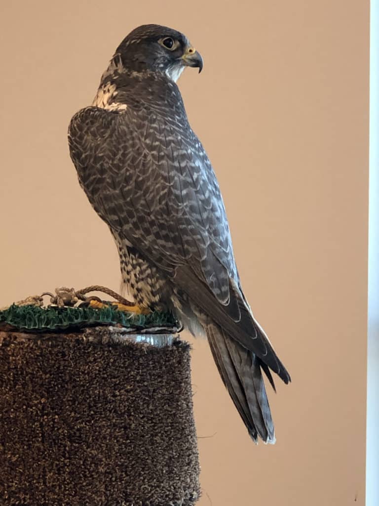 Peregrine Falcon from the Midwest Peregrine Society