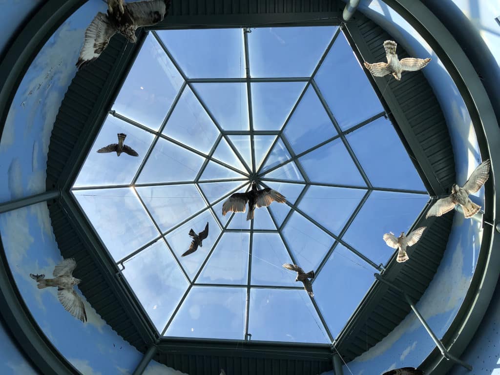 2nd floor sunlight with multiple birds