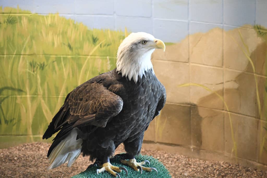 Columbia - Bald Eagle at the National Eagle Center