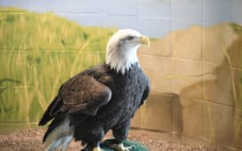 Columbia - Bald Eagle at the National Eagle Center