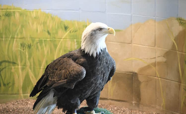 Columbia - Bald Eagle at the National Eagle Center