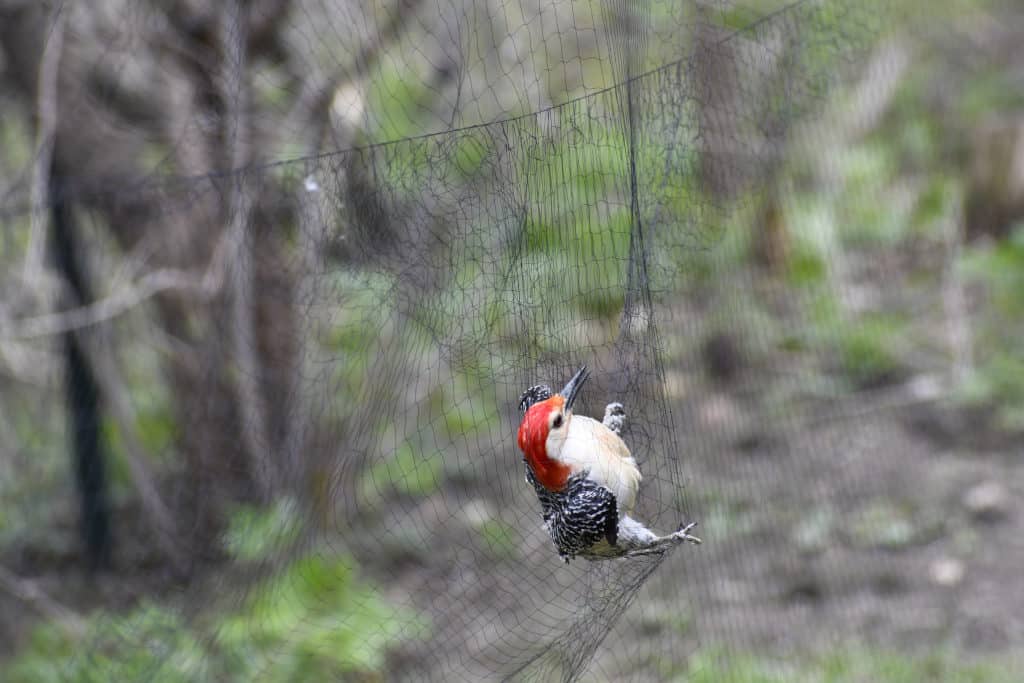 Red-bellied Woodpecker safely captured in the Mist net