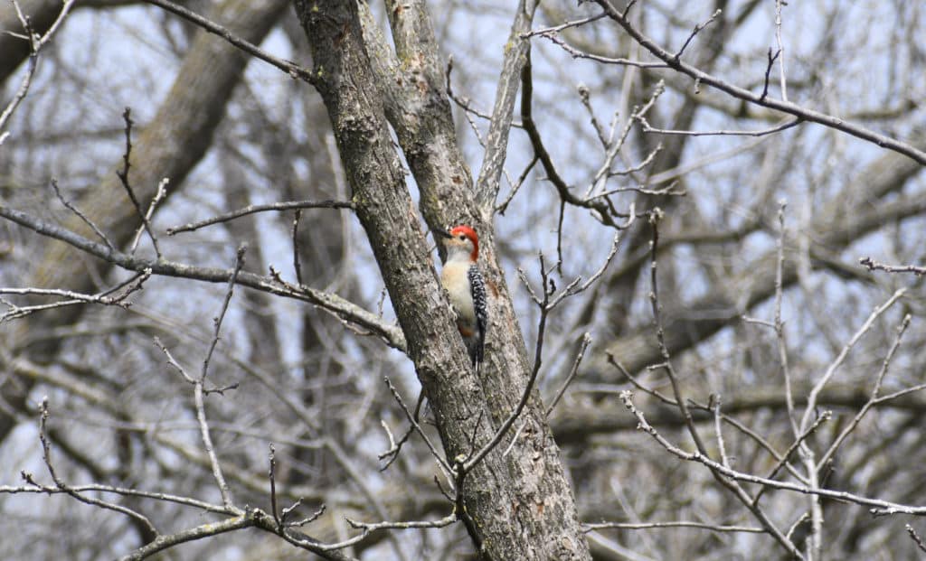 Red-bellied Woodpecker watching us from a tree