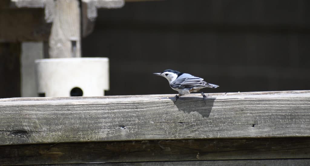 White-breasted Nuthatch that was previously banded