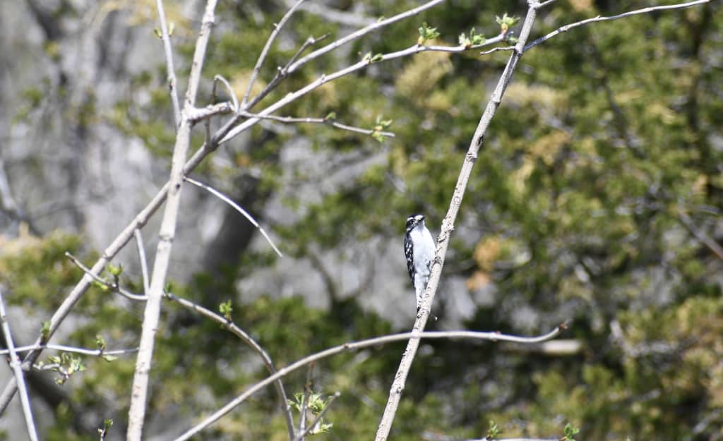 Banded bird (Not sure on the species)